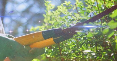 Closeup gloved gardener trimming sunlit hedge with wooden-handled pruning shears