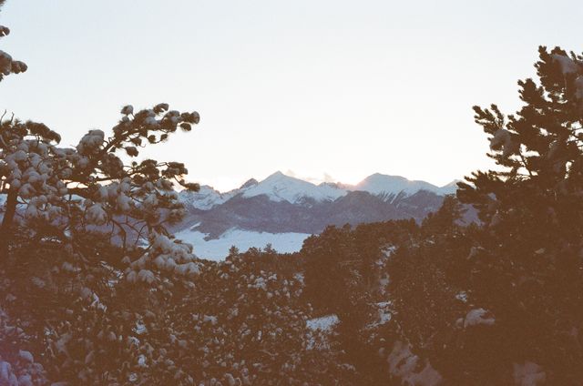 Snow-covered mountains stand majestically against the dawn sky. Pine trees partially obstruct the foreground. Ideal for winter-themed projects, nature blogs, travel brochures highlighting mountainous regions, or contemplative website backgrounds.
