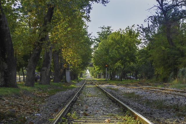 Railroad Tracks Amidst Trees Against Sky - Download Free Stock Photos Pikwizard.com