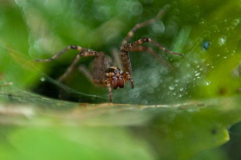 Macro funnel-web spider emerging from dew-covered web among vibrant green foliage