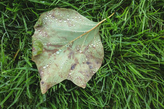Close-up of a maple leaf with dew drops lying on green grass. This image portrays the freshness of the early morning with a focus on natural details. It can be used for nature-related content, background images for websites, seasonal theme designs, or botanical studies.