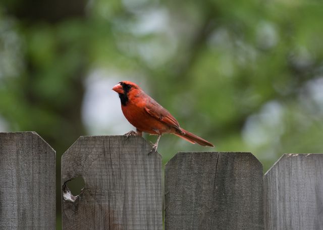 Vibrant Red Cardinal Perching on Wooden Fence in Lush Green Garden - Download Free Stock Photos Pikwizard.com