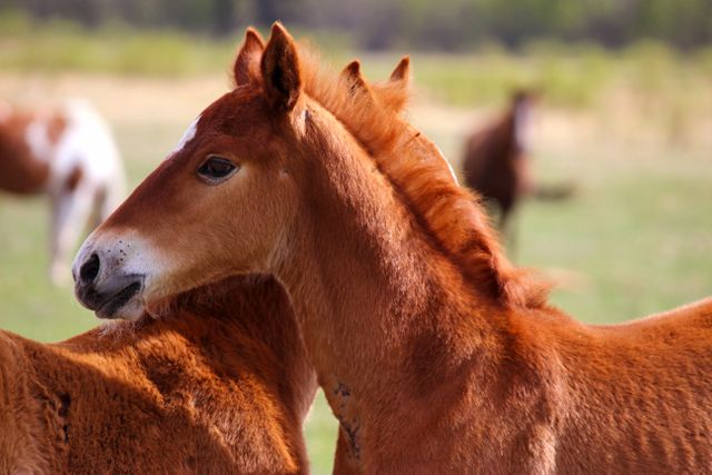 Brown foal with short mane standing in grassy meadow, other horses in the background. Perfect for nature, animal, farm life themes in advertisements, educational materials, and social media content.