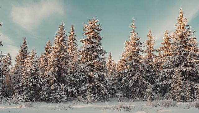 Sunlit snow-laden spruce trees glowing under teal winter sky at golden hour