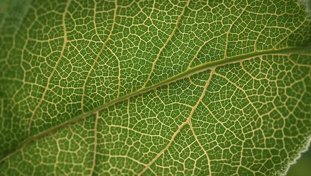 Macro leaf showing intricate vein network, areoles and fine hairs on green surface