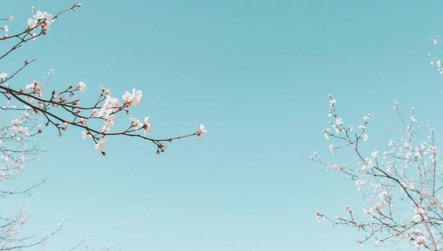 Delicate cherry blossom branch reaching into turquoise sky minimal spring floral serene