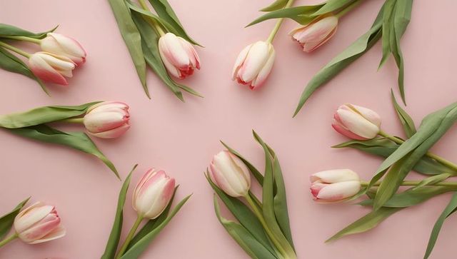Delicate pale pink and white tulips forming circular flatlay on pastel pink background