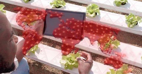 Man using tablet for hydroponic farming with global data visualization