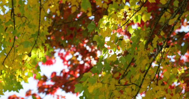 Close-up of autumn leaves. Beautiful autumn leaves on a sunny day 4k