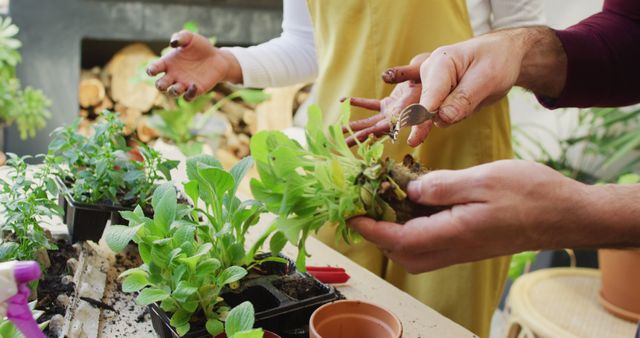 People are working together to plant young seedlings in pots indoors. This can be used in articles or advertisements related to gardening, sustainability, indoor plants, or teamwork in hobby activities.