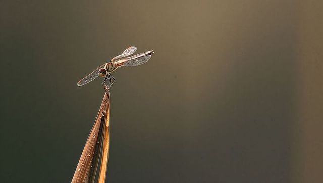 Slender dragonfly perching on dried grass with dew droplets, delicate macro morning scene