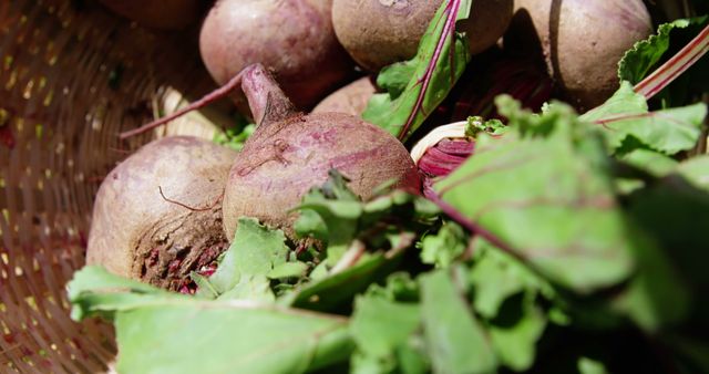 Fresh beetroots with leafy greens in a woven basket suggest a farm-to-table approach and promote healthy eating. Ideal for content related to organic farming, gardening tips, health and nutrition, and farmers' markets.