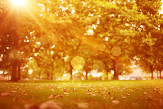 Transparent Fall Park Trees with Autumn Sunlight - Download Free Stock Videos Pikwizard.com