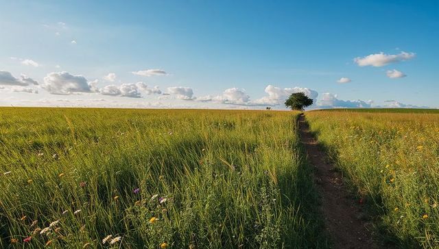 Narrow dirt path leading through grassy meadow toward solitary tree under blue sky