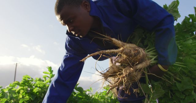 Farmer Harvesting Beets on Sunny Farm - Download Free Stock Images Pikwizard.com