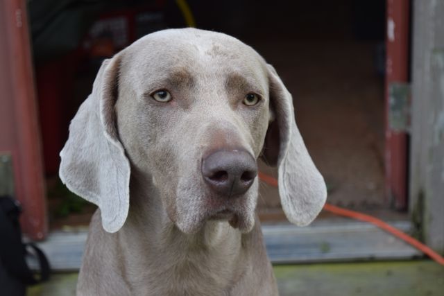 Perfect for illustrating articles, blogs, or websites about Weimaraner dogs, pet care, or animal behavior. The focused expression of the dog captures attention, making it useful for creating engaging visual content.