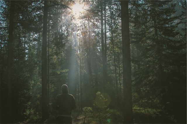 Atmospheric image of a man standing in a dense forest with sunlight streaming through the trees. Great for travel and adventure blogs, inspirational content, environmental awareness campaigns, and promoting outdoor activities. Perfect for illustrating themes of solitude, introspection, and connection with nature.