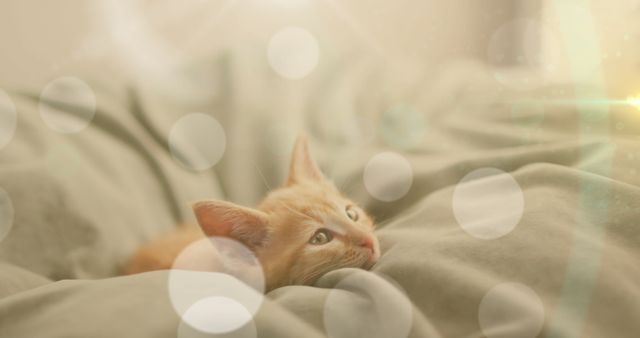 Dreamy Kitten Relaxing on Bed with Soft Glowing Lights - Download Free Stock Images Pikwizard.com