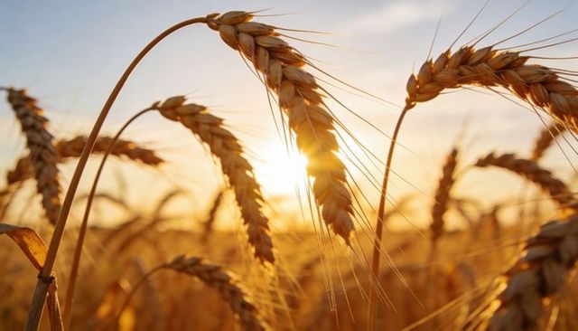 Golden wheat heads backlit by low sun at harvest closeup macro grain field sunrise glow