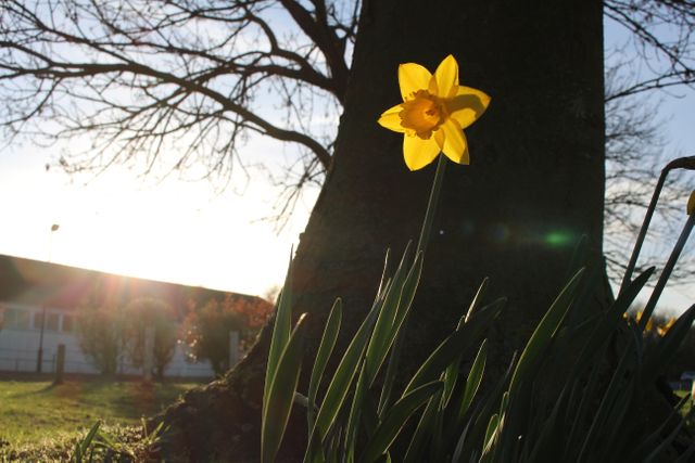 A vibrant yellow daffodil blooming next to a large tree in early spring sunlight. Ideal for depicting spring, nature growth, and gardening themes. Great for using in seasonal promotions, botanical studies, and outdoor garden designs to add fresh and lively aesthetics.