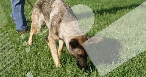 German shepherd dog sniffing in green field