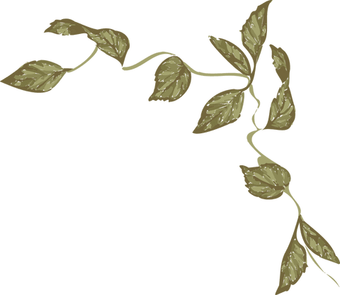 Transparent Botanical Olive Vine Vector | Minimalist Nature Illustration