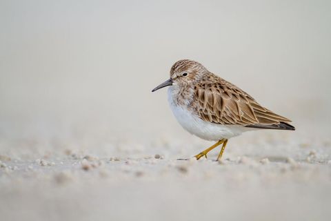 Least sandpiper standing on pale sandy shore showing yellow legs and feather detail