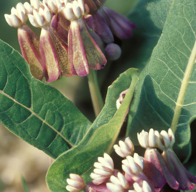 Milkweed flowers in full bloom showcasing intricate details of petals and leaves. Great for botanical studies, educational materials, nature blogs, and gardening websites.