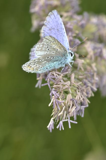 Blue butterfly with intricate wing patterns perched on purple wildflower. Ideal for nature and wildlife blogs, educational materials about insects and pollination, environmental awareness campaigns, and spring-themed designs.
