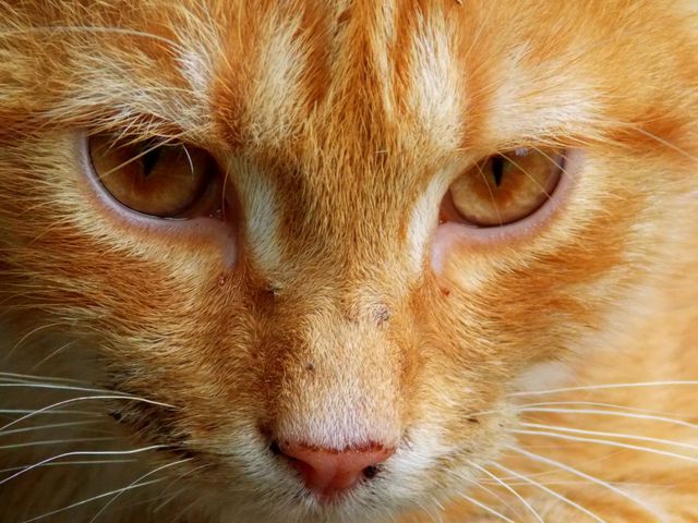 Close-up view of a ginger cat's face showing detailed fur and intense orange eyes. Perfect for use in pet care advertisements, feline behavior studies, or animal lover articles.