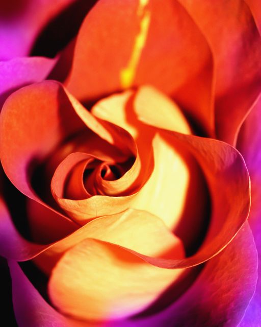 Close-up image of an orange rose flower with vivid colors. Can be used in brochures, gardening websites, floral-themed designs, or nature-related marketing material to convey the beauty of flowers and nature.