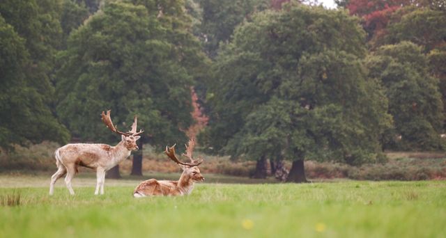 Two Majestic Deer Roaming and Resting in a Lush Green Meadow - Download Free Stock Photos Pikwizard.com
