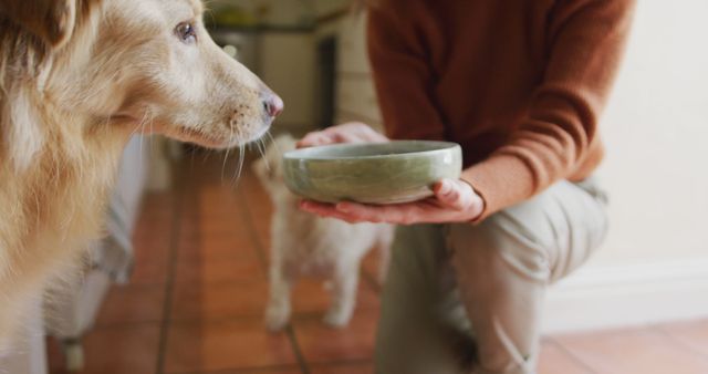 Caucasian woman feeding her pet dog from bowl in kitchen at home - Download Free Stock Photos Pikwizard.com