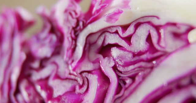 Close-up of vibrant purple and white textures of a sliced red cabbage, with copy space. Its intricate layers and fresh appearance suggest healthy eating and the beauty of natural foods.