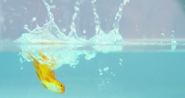 A goldfish is swimming underwater, creating a splash as it moves, with copy space - Download Free Stock Photos Pikwizard.com
