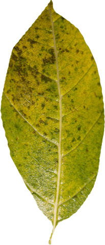 transparent leaf encompassing detailed patterns and textures - Download Free Stock Videos Pikwizard.com