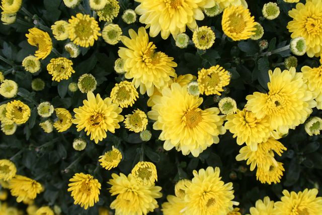 Vibrant yellow chrysanthemums blooming in full glory, showcasing rich petal layers and lush green foliage. Ideal for use in gardening blogs, floral design promotions, springtime banners, and nature-themed projects.