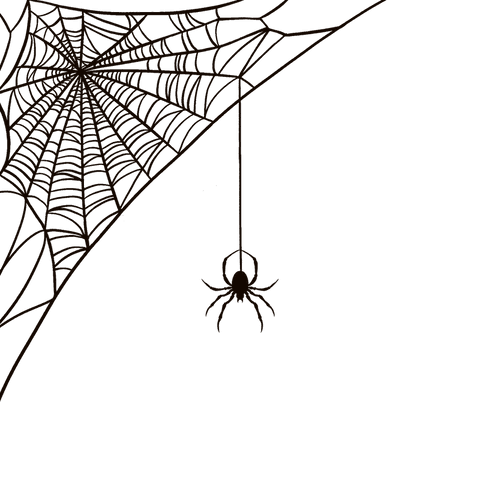 minimalist spider on transparent intricate web - Download Free Stock Videos Pikwizard.com