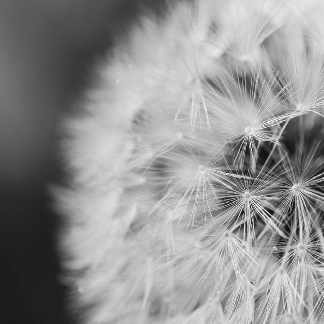 Macro shot capturing intricate details of dandelion seeds. Ideal for nature and botanical projects, minimalist art, backgrounds, or eco-friendly designs. Perfect for websites, print materials, or home decor emphasizing nature's beauty and intricacy.