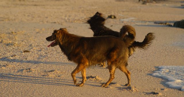 Two dogs are enjoying a playful moment on a sandy beach during sunset, with one dog in focus and the other slightly blurred in the background. Their energetic activity and the golden hour lighting create a sense of joy and freedom.