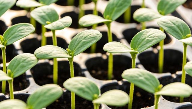 Seedling tray with cotyledon pairs sprouting in neat grid for greenhouse propagation