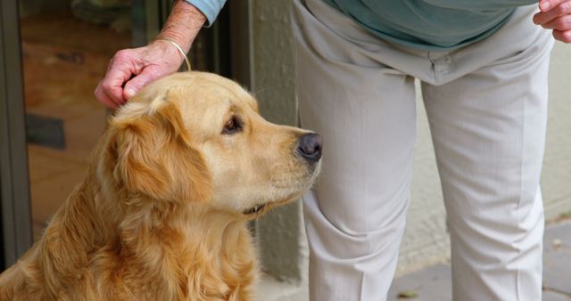 Elderly person gently petting a golden retriever outdoors, emphasizing the bond between humans and pets. Suitable for topics on senior companionship, animal therapy, pet care, and the benefits of animal interaction for the elderly. Perfect for use in articles, brochures on pet adoption, senior wellness programs, and websites focused on animal lovers.