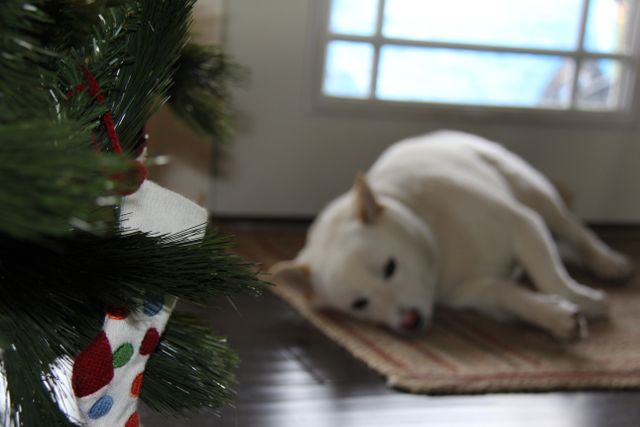 White dog resting on rug near bright window, with decorated Christmas tree in foreground. Ideal for holiday cards, home decor, festive pet promotions, and creating a cozy holiday atmosphere.