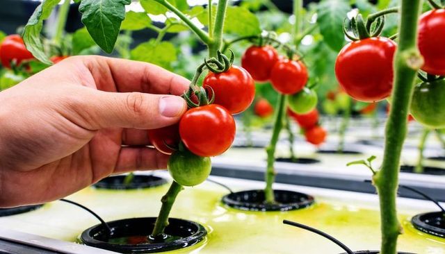 Hand harvesting cherry tomatoes in hydroponic greenhouse with nutrient reservoir