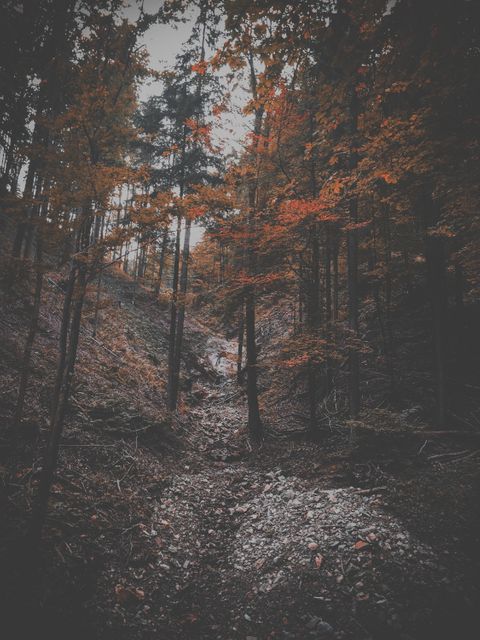 Depicts eerie atmosphere of forest in autumn with bare trees lining a path covered in fallen leaves. Useful for nature-themed projects, seasonal marketing, travel blogs, or background imagery requiring a touch of mystery.
