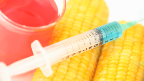 Genetically Modified Corn Concept with Syringe