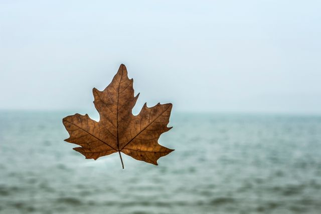 Brown maple leaf hovering with blurred ocean background. Ideal for projects on nature, fall season, solitude, and outdoors. Perfect for backgrounds, social media posts about autumn or environmental conservation.