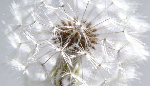 Backlit dandelion seed head with dew droplets, macro closeup of crystalline filaments