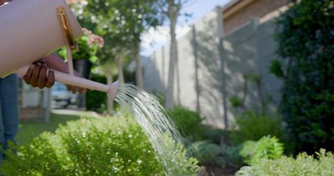Pouring water from pink watering can onto sunlit backyard shrubs, hands watering plants
