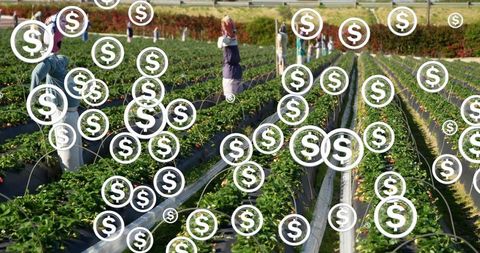 Sunlit strawberry rows with harvesters on drip-irrigated black mulch beds, dollar overlay